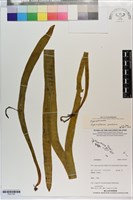 藏品(帶狀瓶爾小草)的圖片