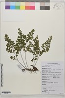 藏品(鐵線蕨)的圖片