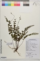 藏品(蒼山鐵線蕨)的圖片