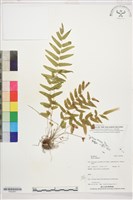 藏品(鱗蓋鳳尾蕨)的圖片