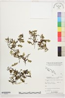 藏品(厚邊蕨)的圖片