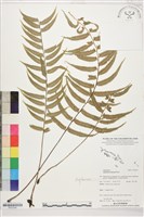 藏品(鈍齒鐵角蕨)的圖片