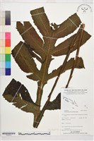 藏品(翅柄三叉蕨)的圖片