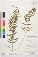 藏品(鈍齒鐵角蕨)的圖片