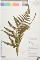 藏品(假蹄蓋蕨、東洋蹄蓋蕨)的圖片