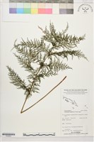 藏品(毛桿蕨)的圖片