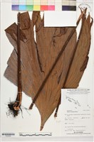 藏品(雙扇蕨)的圖片