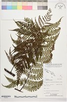 藏品()的圖片