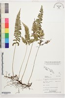 藏品(鈍齒鱗始蕨)的圖片