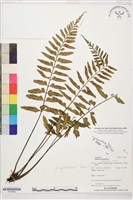 藏品(裂葉鐵角蕨)的圖片