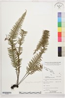 藏品(穴子蕨)的圖片