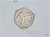 藏品(鬼桫欏)的圖片