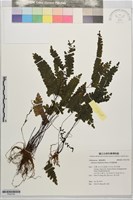 藏品(長尾鐵線蕨)的圖片