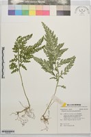 藏品(擬密葉卷柏)的圖片