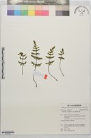 藏品(臺灣粉背蕨)的圖片