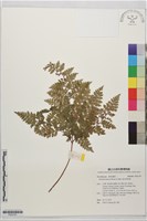 藏品(海州骨碎補)的圖片