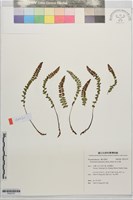 藏品(高山耳蕨)的圖片