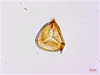 藏品(南洋桫欏)的圖片