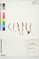 藏品(麗江耳蕨)的圖片