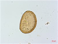 藏品(小葉蹄蓋蕨)的圖片