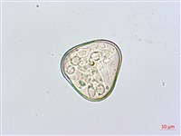 藏品(熱帶鱗蓋蕨)的圖片