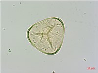 藏品(細葉姬蕨)的圖片