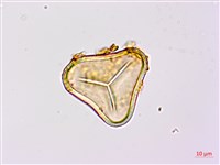 藏品(蘭嶼筆筒樹)的圖片
