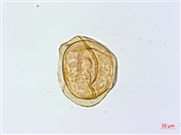 藏品(大葉貞蕨)的圖片