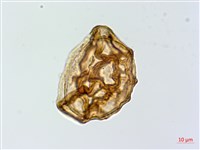 藏品(細裂蹄蓋蕨)的圖片