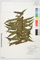 藏品(鬼桫欏)的圖片