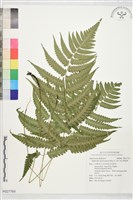 藏品(深山雙蓋蕨)的圖片