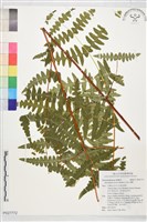 藏品(栗蕨)的圖片