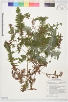 藏品(芒萁)的圖片