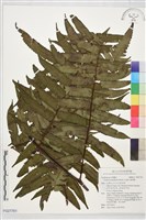 藏品(鬼桫欏)的圖片