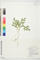 藏品(生根卷柏)的圖片