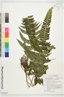 藏品(團羽鱗蓋蕨)的圖片