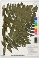 藏品(德氏雙蓋蕨)的圖片