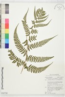 藏品(姬蹄蓋蕨、溪谷蹄蓋蕨)的圖片