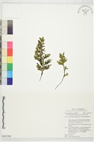 藏品(蕗蕨)的圖片