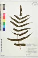 藏品(肢節蕨)的圖片