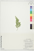 藏品(密葉卷柏)的圖片