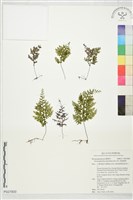 藏品(細葉蕗蕨)的圖片