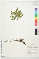 藏品(薄葉大陰地蕨)的圖片