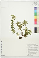 藏品(蛇足石杉、千層塔)的圖片