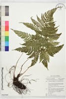藏品(臺灣鱗毛蕨)的圖片
