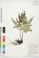 藏品(臺灣鱗毛蕨)的圖片