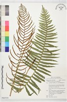 藏品(倒葉瘤足蕨)的圖片