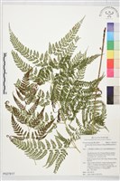 藏品(臺灣兩面複葉耳蕨)的圖片