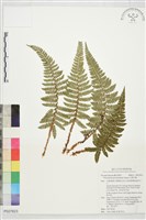 藏品(尖葉耳蕨)的圖片