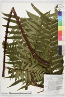 藏品(鬼桫欏)的圖片